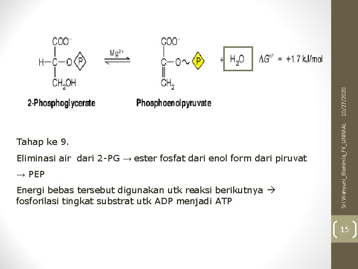 10/27/2020 Eliminasi air dari 2 -PG → ester fosfat dari enol form dari piruvat