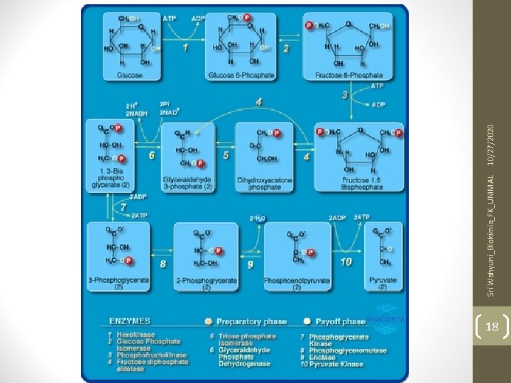 18 Sri Wahyuni_Biokimia_FK_UNIMAL 10/27/2020 