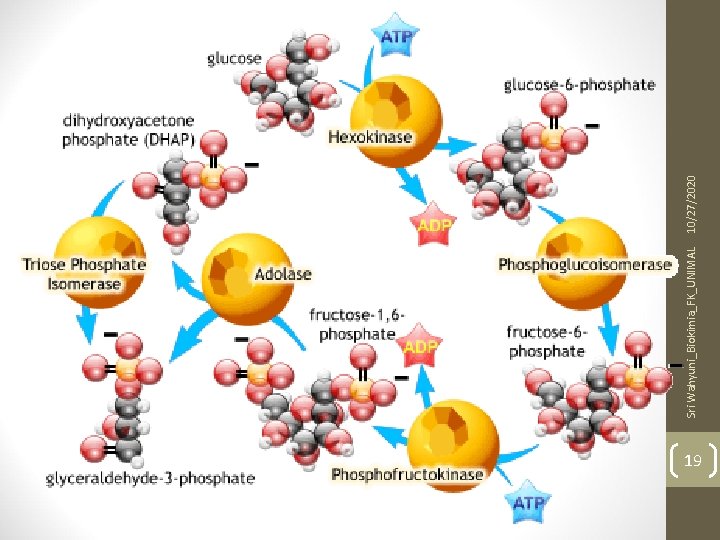 19 Sri Wahyuni_Biokimia_FK_UNIMAL 10/27/2020 