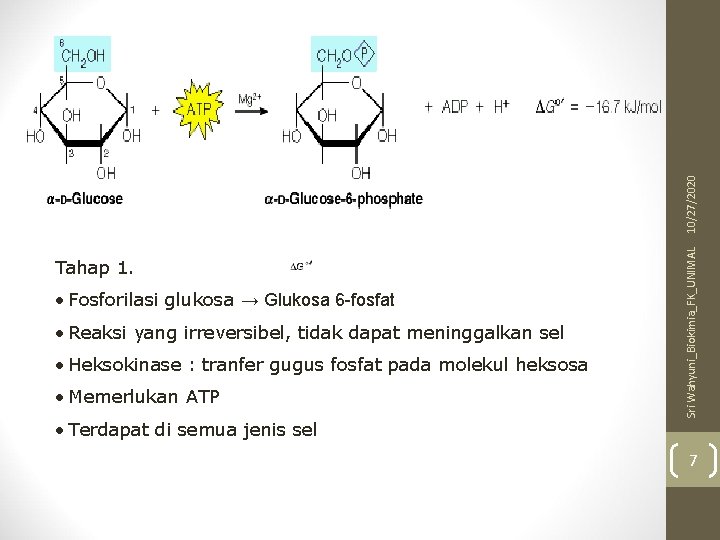 10/27/2020 • Fosforilasi glukosa → Glukosa 6 -fosfat • Reaksi yang irreversibel, tidak dapat