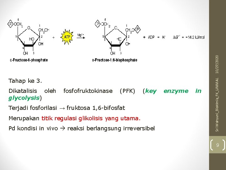 10/27/2020 Dikatalisis oleh glycolysis) fosfofruktokinase (PFK) (key Terjadi fosforilasi → fruktosa 1, 6 -bifosfat