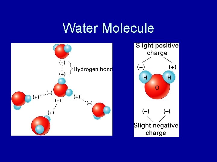 Water Molecule 