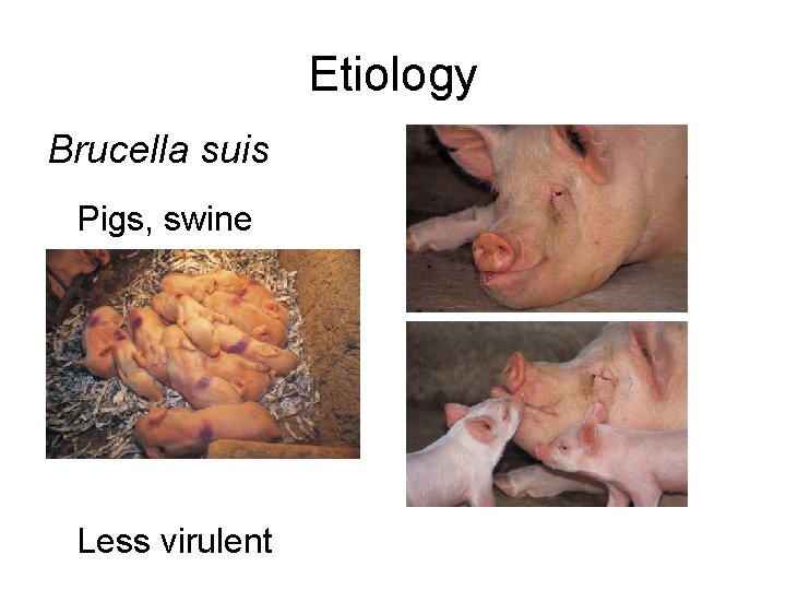 Etiology Brucella suis Pigs, swine Less virulent 