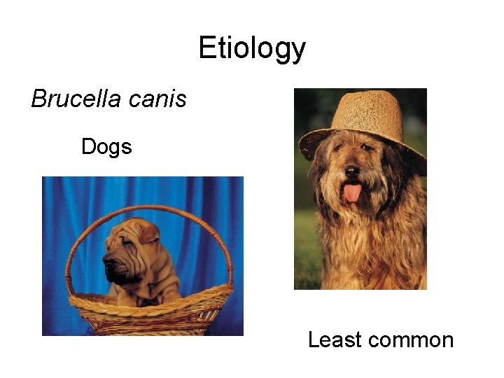 Etiology Brucella canis Dogs Least common 