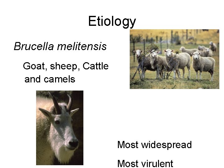 Etiology Brucella melitensis Goat, sheep, Cattle and camels Most widespread Most virulent 