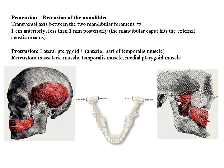 Protrusion – Retrusion of the mandible: Transversal axis between the two mandibular foramens 1