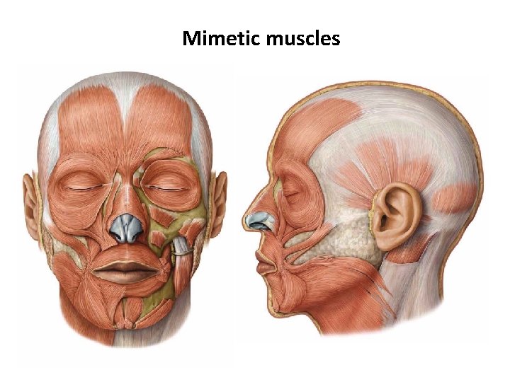 Mimetic muscles 