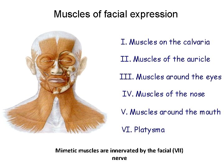 Muscles of facial expression I. Muscles on the calvaria II. Muscles of the auricle