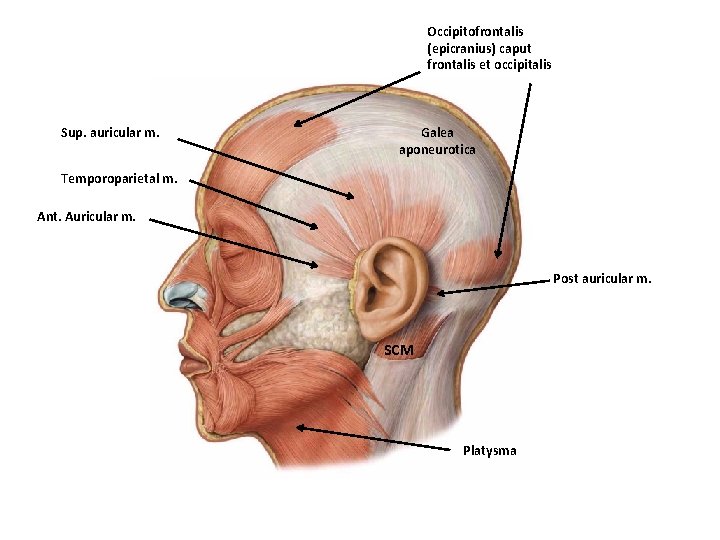 Occipitofrontalis (epicranius) caput frontalis et occipitalis Sup. auricular m. Galea aponeurotica Temporoparietal m. Ant.