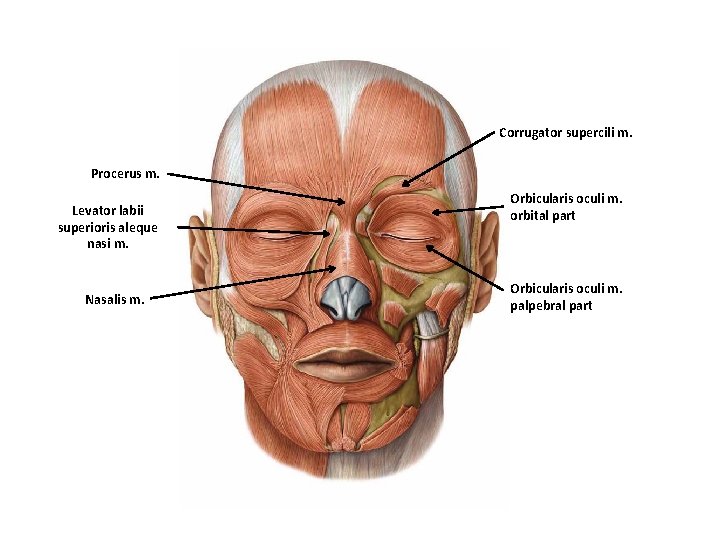 Corrugator supercili m. Procerus m. Levator labii superioris aleque nasi m. Nasalis m. Orbicularis