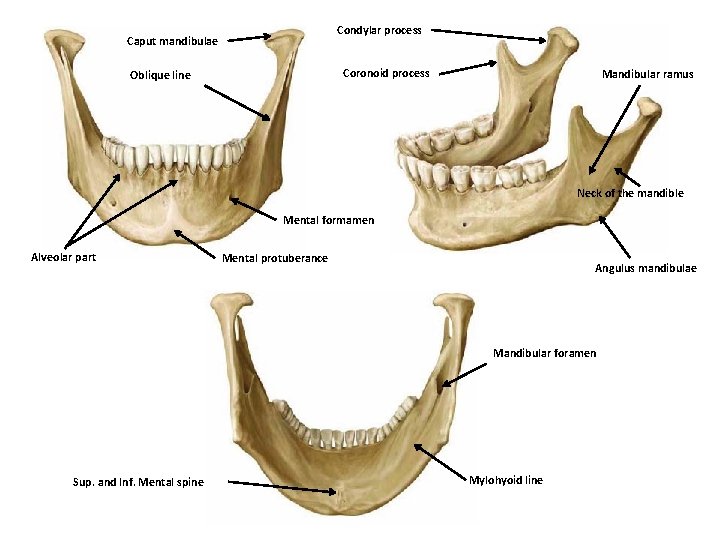 Condylar process Caput mandibulae Coronoid process Oblique line Mandibular ramus Neck of the mandible