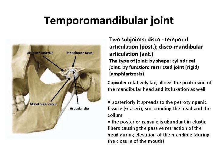 Temporomandibular joint Articular tubercle Mandibular fossa Two subjoints: disco - temporal articulation (post. );