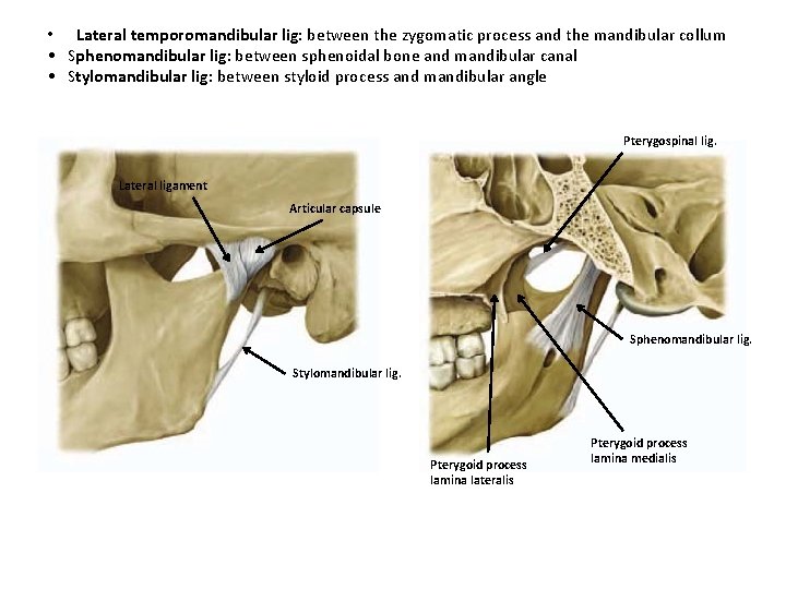  • Lateral temporomandibular lig: between the zygomatic process and the mandibular collum •