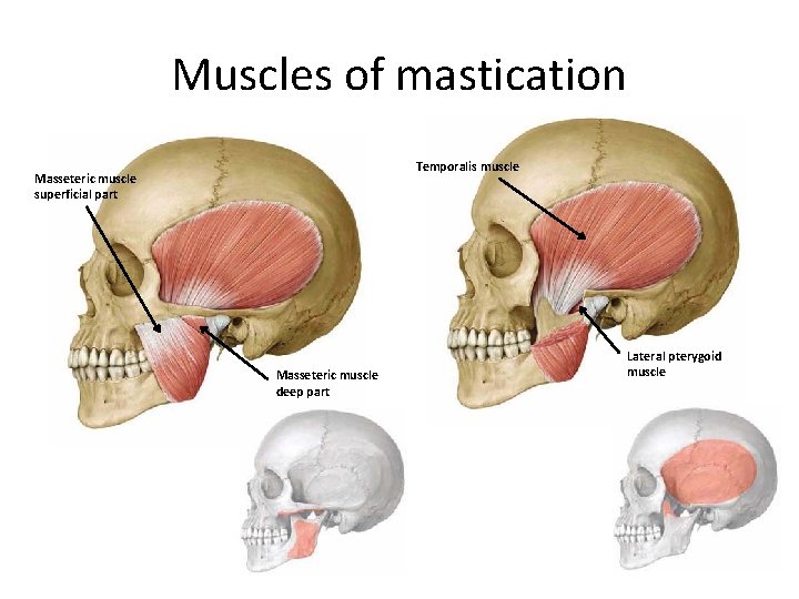 Muscles of mastication Temporalis muscle Masseteric muscle superficial part Masseteric muscle deep part Lateral