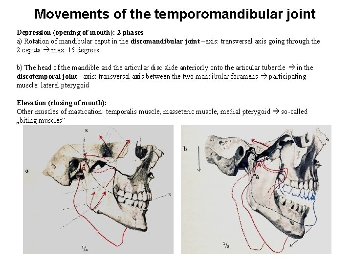 Movements of the temporomandibular joint Depression (opening of mouth): 2 phases a) Rotation of