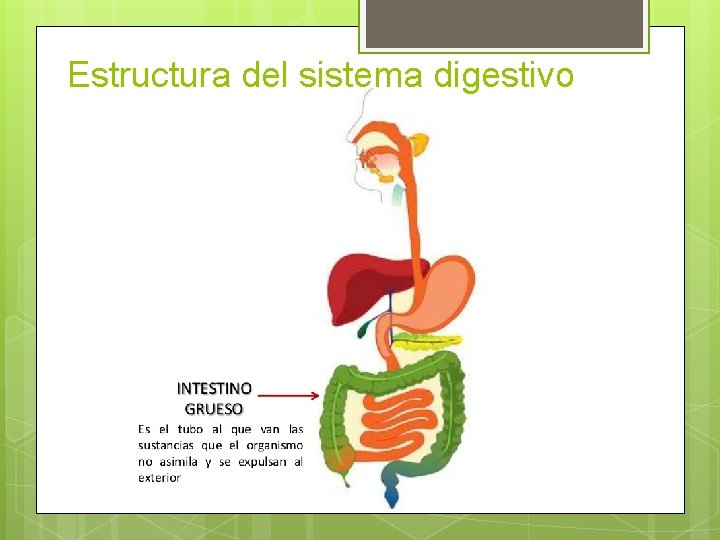 Estructura del sistema digestivo 