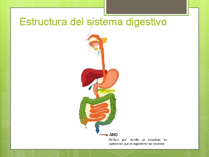 Estructura del sistema digestivo 