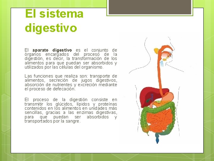 El sistema digestivo El aparato digestivo es el conjunto de órganos encargados del proceso