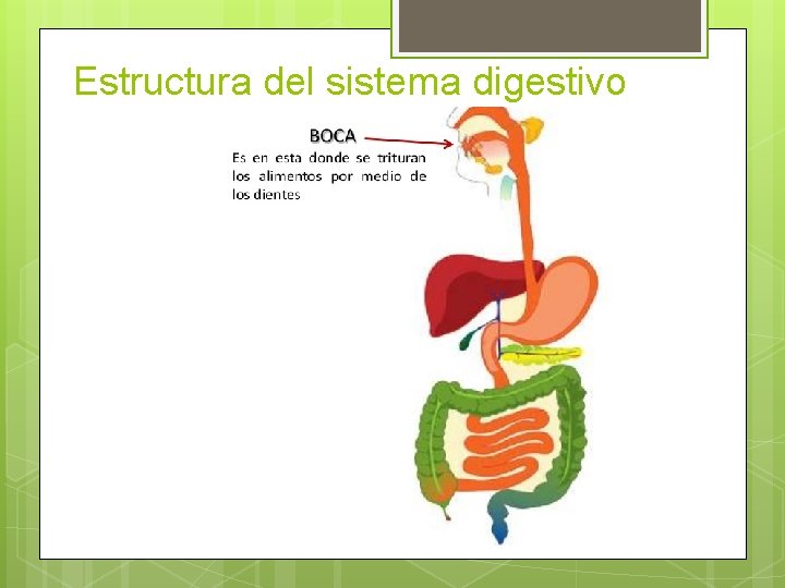 Estructura del sistema digestivo 