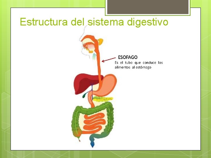 Estructura del sistema digestivo 