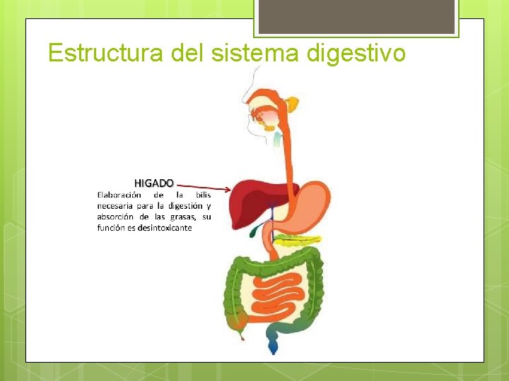 Estructura del sistema digestivo 