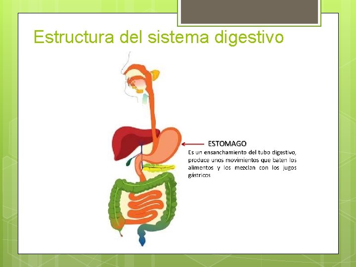 Estructura del sistema digestivo 