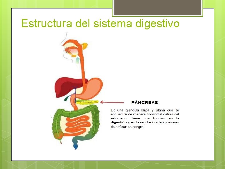 Estructura del sistema digestivo 