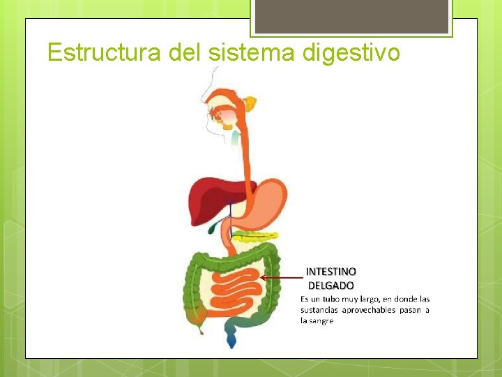 Estructura del sistema digestivo 
