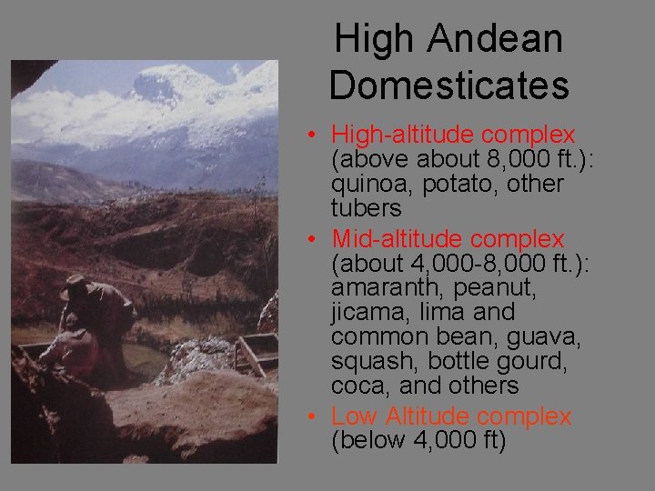 High Andean Domesticates • High-altitude complex (above about 8, 000 ft. ): quinoa, potato,