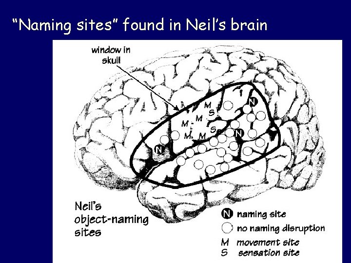 “Naming sites” found in Neil’s brain 