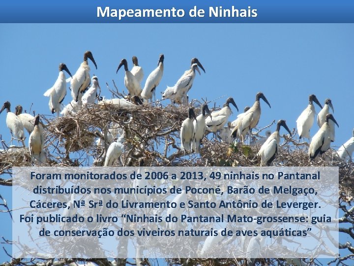 Mapeamento de Ninhais Foram monitorados de 2006 a 2013, 49 ninhais no Pantanal distribuídos