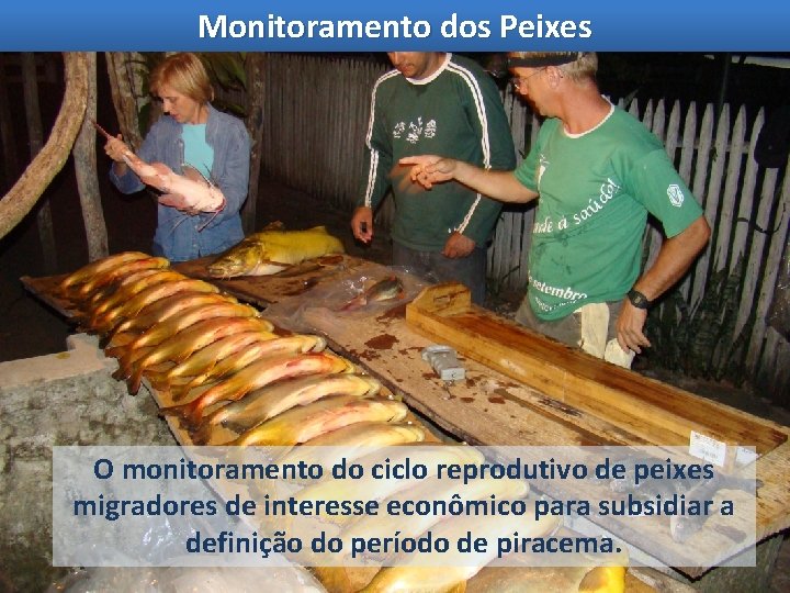 Monitoramento dos Peixes O monitoramento do ciclo reprodutivo de peixes migradores de interesse econômico