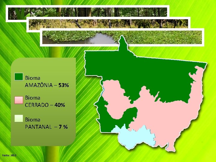 Bioma AMAZÔNIA – 53% Bioma CERRADO – 40% Bioma PANTANAL – 7 % Fonte: