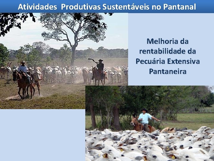 Atividades Produtivas Sustentáveis no Pantanal Melhoria da rentabilidade da Pecuária Extensiva Pantaneira 