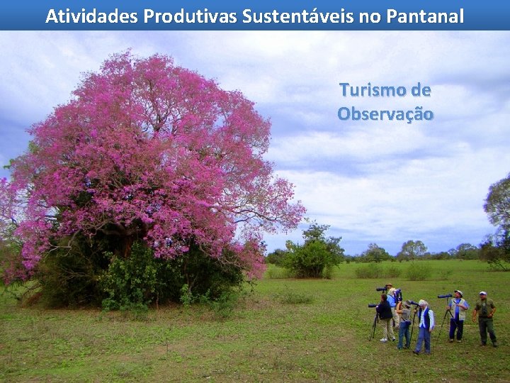 Atividades Produtivas Sustentáveis no Pantanal Turismo de Observação 