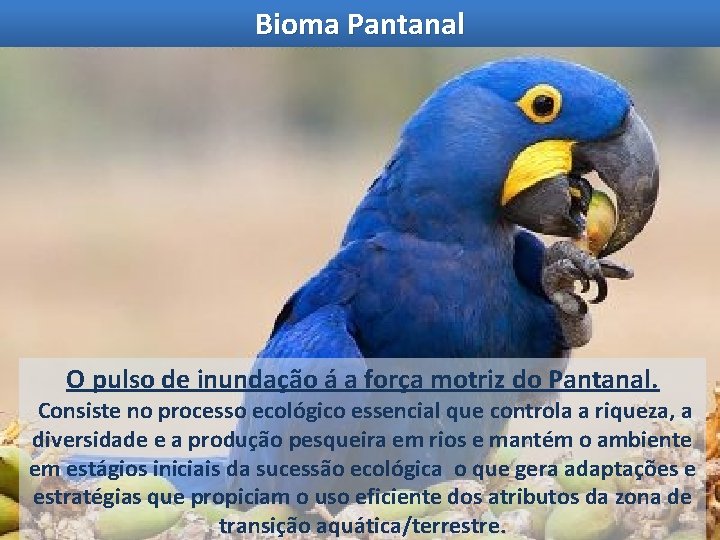 Bioma Pantanal O pulso de inundação á a força motriz do Pantanal. Consiste no