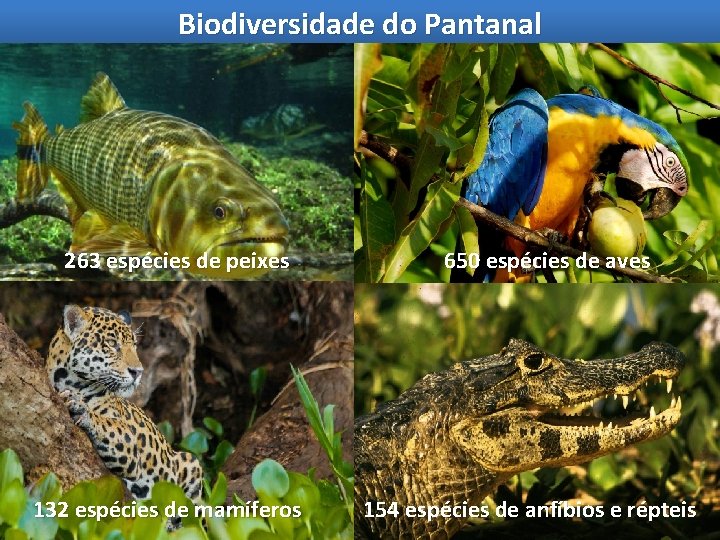 Biodiversidade do Pantanal 263 espécies de peixes 132 espécies de mamíferos Fonte: IBGE 650