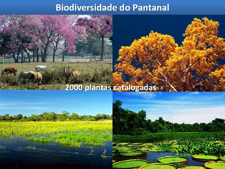 Biodiversidade do Pantanal 2000 plantas catalogadas Fonte: IBGE 