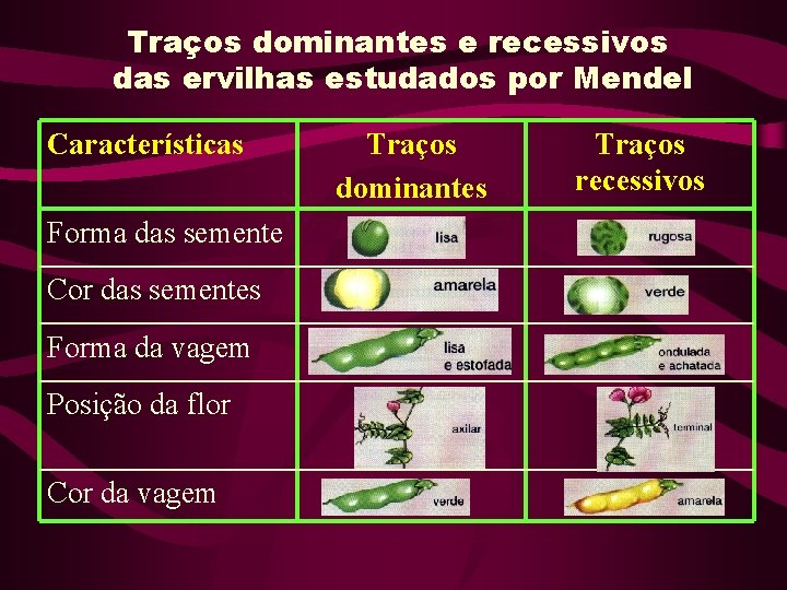 Traços dominantes e recessivos das ervilhas estudados por Mendel Características Forma das semente Cor Traços dominantes e recessivos das ervilhas estudados por Mendel Características Forma das semente Cor