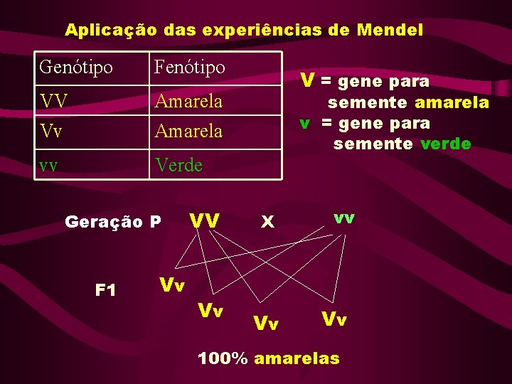 Aplicação das experiências de Mendel Genótipo Fenótipo VV Vv Amarela vv Verde Geração P Aplicação das experiências de Mendel Genótipo Fenótipo VV Vv Amarela vv Verde Geração P