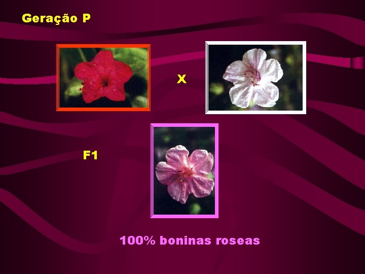 Geração P X F 1 100% boninas roseas Geração P X F 1 100% boninas roseas