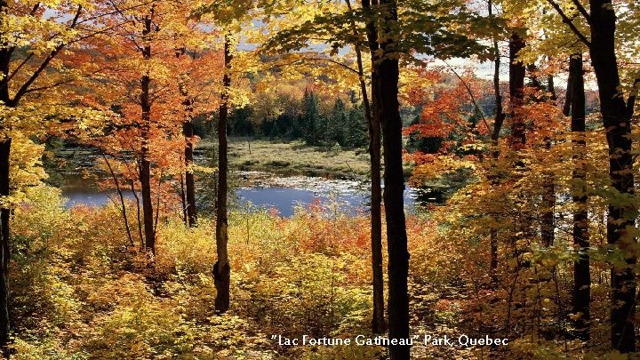 “Lac Fortune Gatineau“ Park, Quebec 