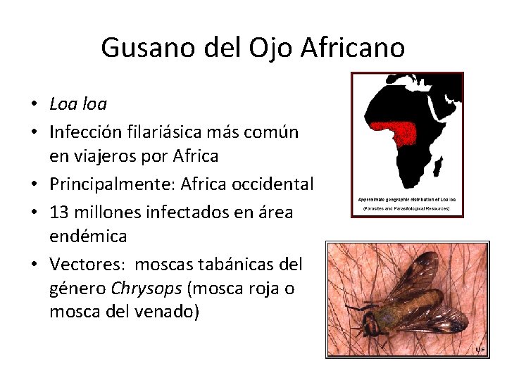 Gusano del Ojo Africano • Loa loa • Infección filariásica más común en viajeros