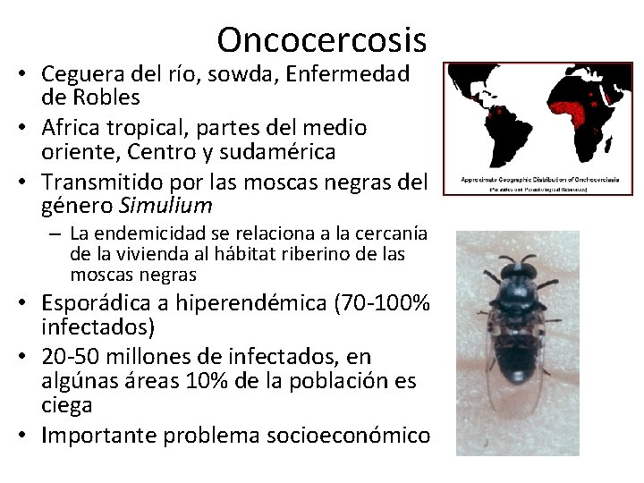 Oncocercosis • Ceguera del río, sowda, Enfermedad de Robles • Africa tropical, partes del