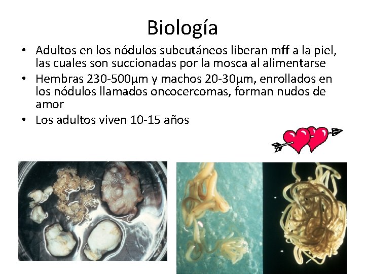 Biología • Adultos en los nódulos subcutáneos liberan mff a la piel, las cuales