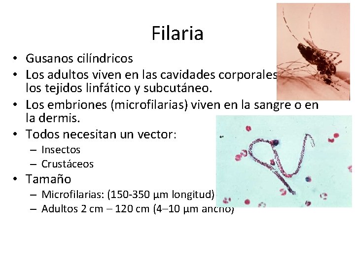 Filaria • Gusanos cilíndricos • Los adultos viven en las cavidades corporales, los tejidos