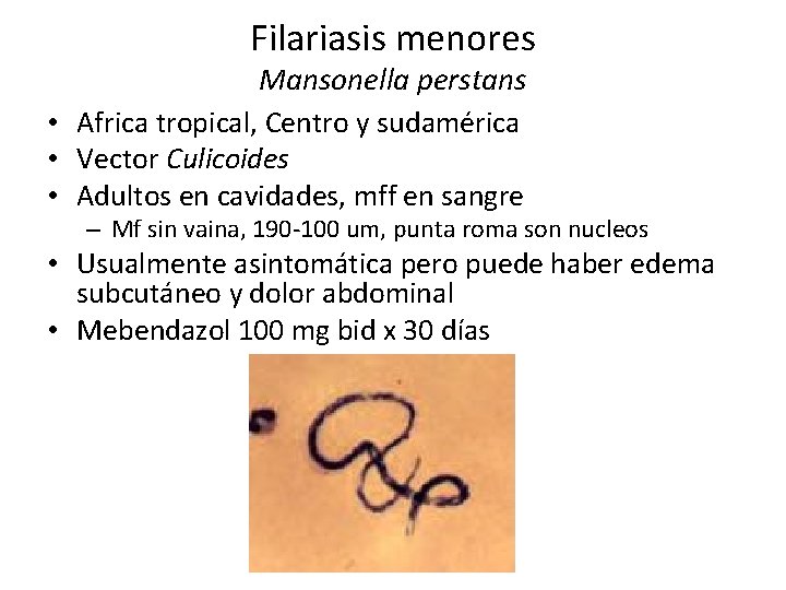 Filariasis menores Mansonella perstans • Africa tropical, Centro y sudamérica • Vector Culicoides •