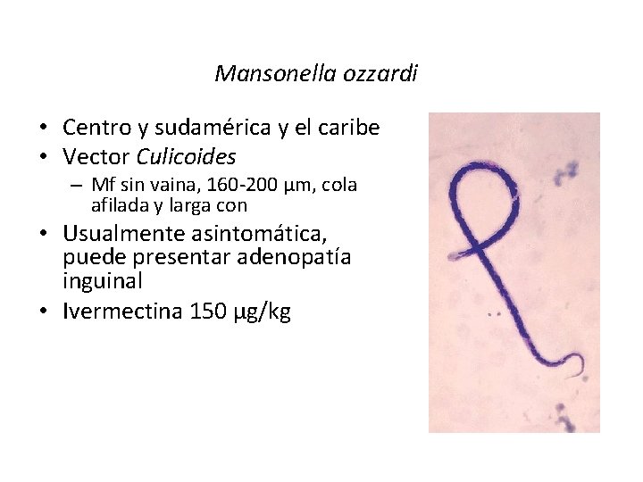 Mansonella ozzardi • Centro y sudamérica y el caribe • Vector Culicoides – Mf