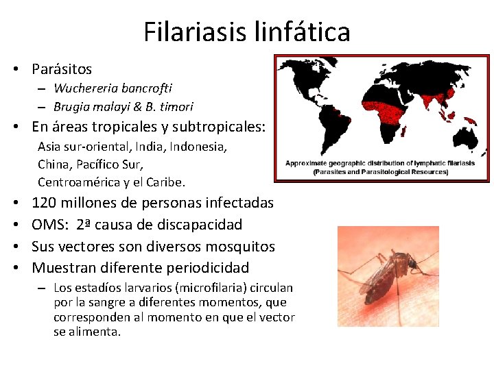 Filariasis linfática • Parásitos – Wuchereria bancrofti – Brugia malayi & B. timori •