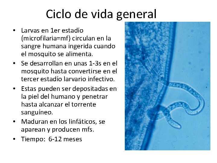 Ciclo de vida general • Larvas en 1 er estadío (microfilaria=mf) circulan en la